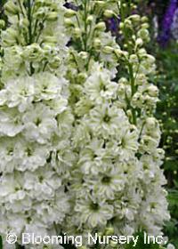 Delphinium New Millennium 'Green Twist'